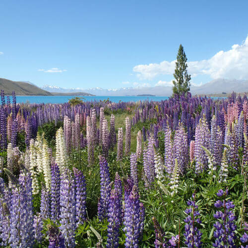 B2C – aha! Asthma-Info