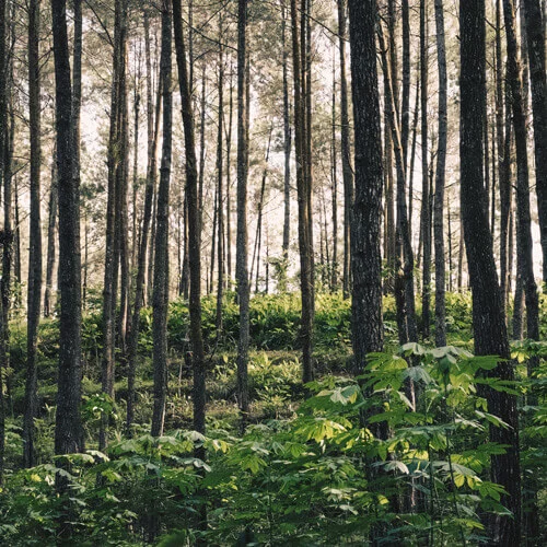 B2C – Waldstätterweg – App