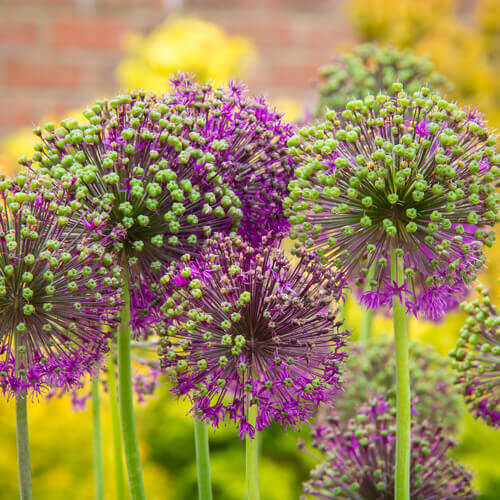 B2C – AllergiePass App